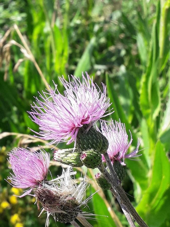 Cirsium monspessulanum flower