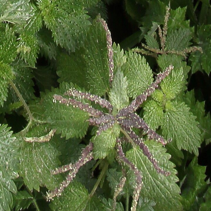Urtica membranacea flower