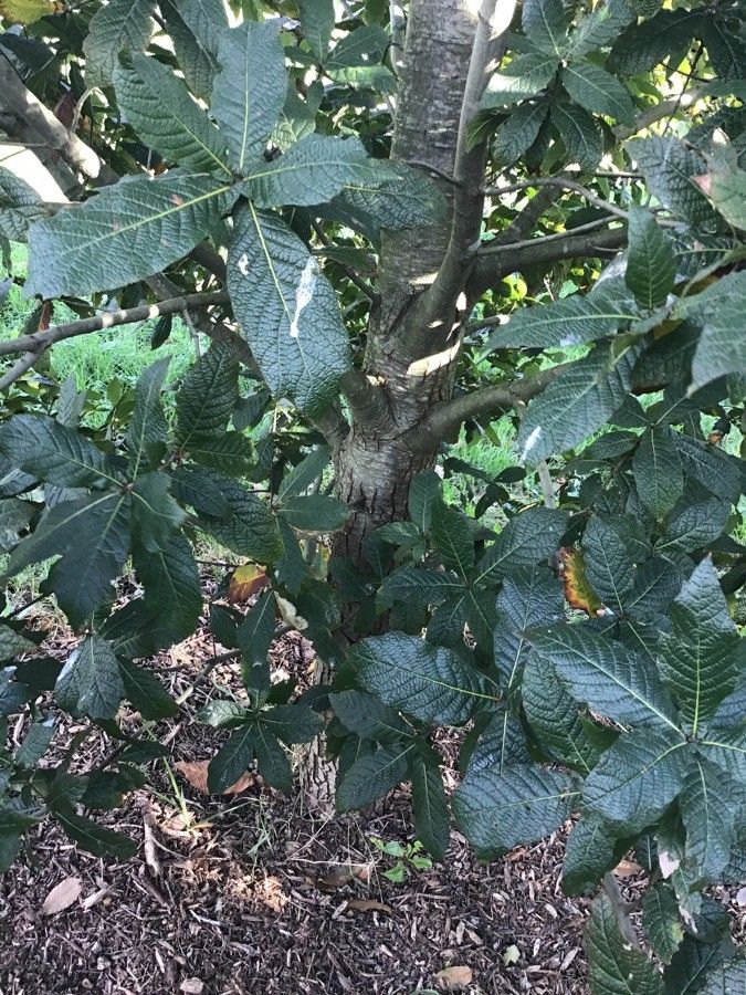 Quercus rysophylla habit