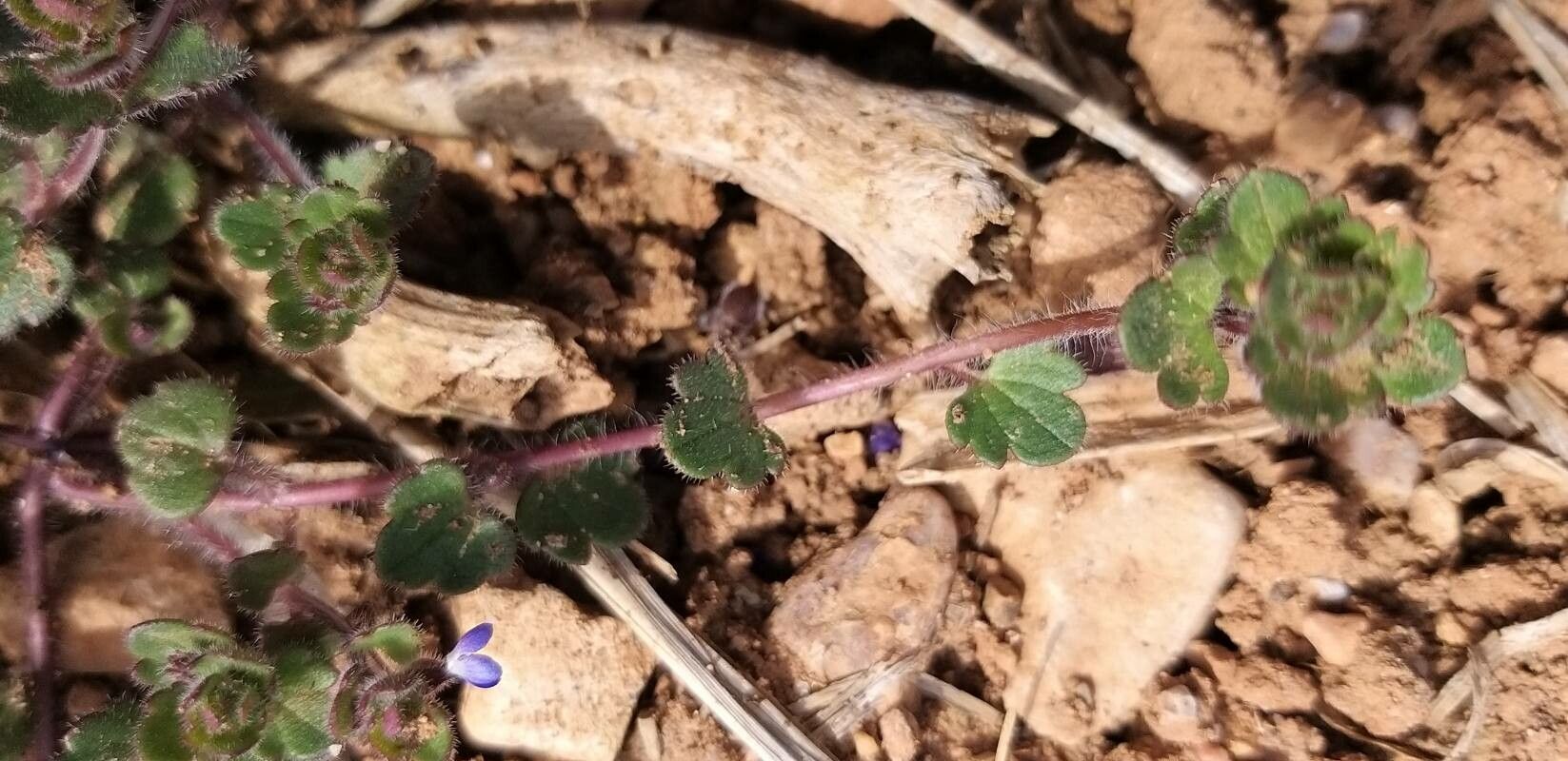 Veronica triloba leaf