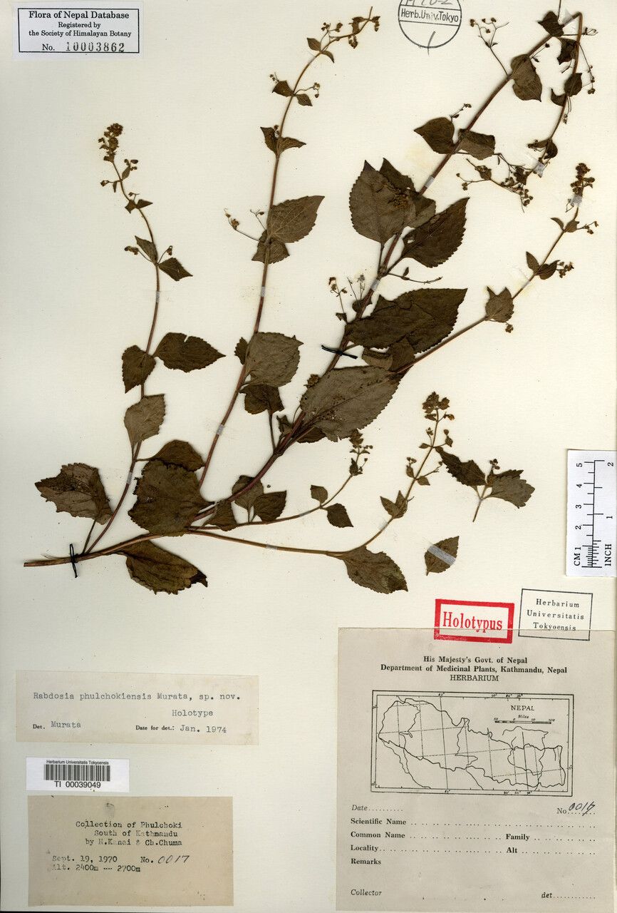 Isodon phulchokiensis — houseplant care guide