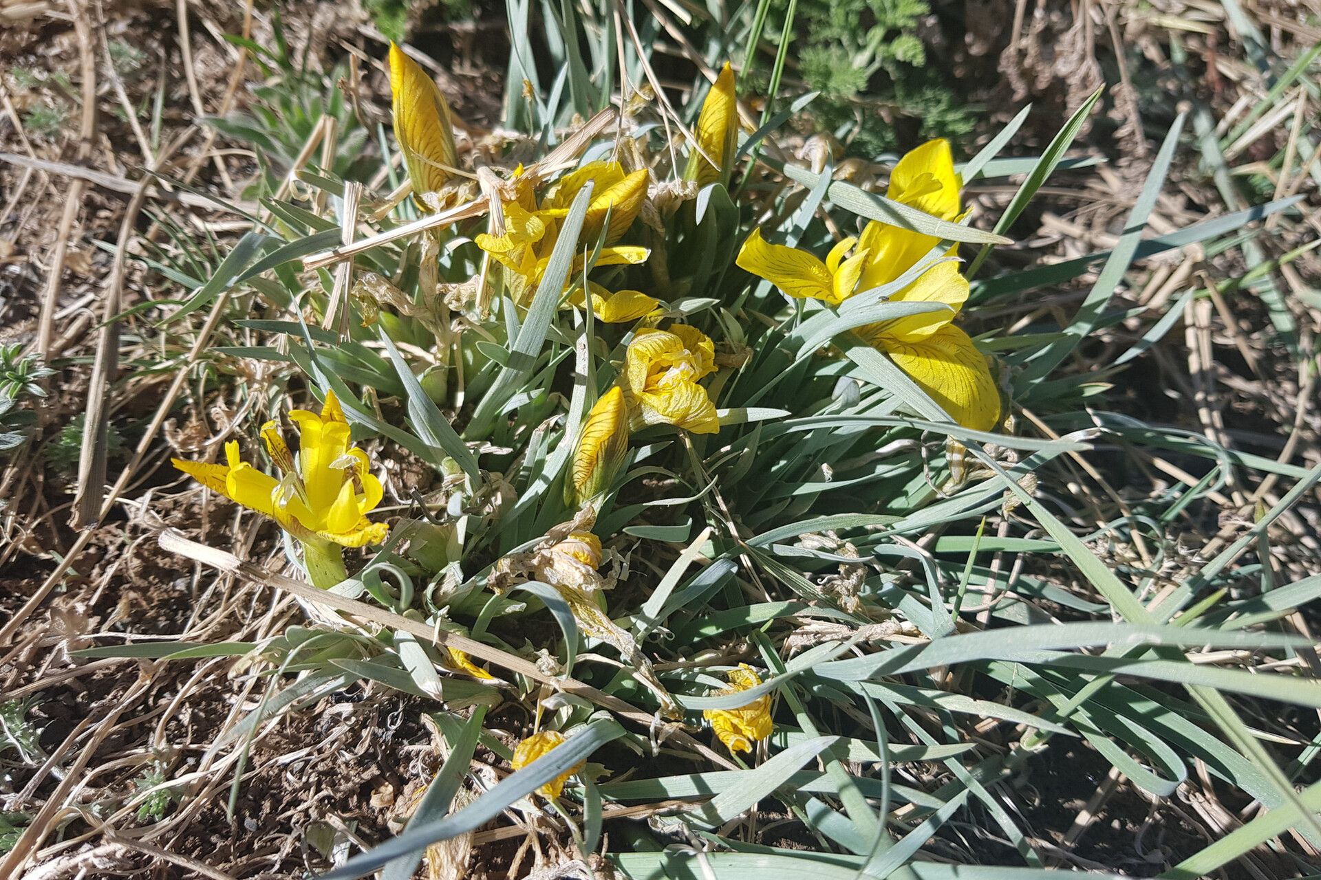 Iris potaninii habit