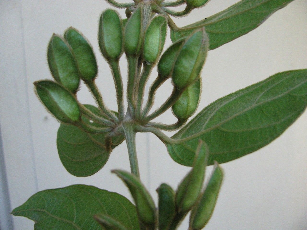 Mendoncia costaricana other