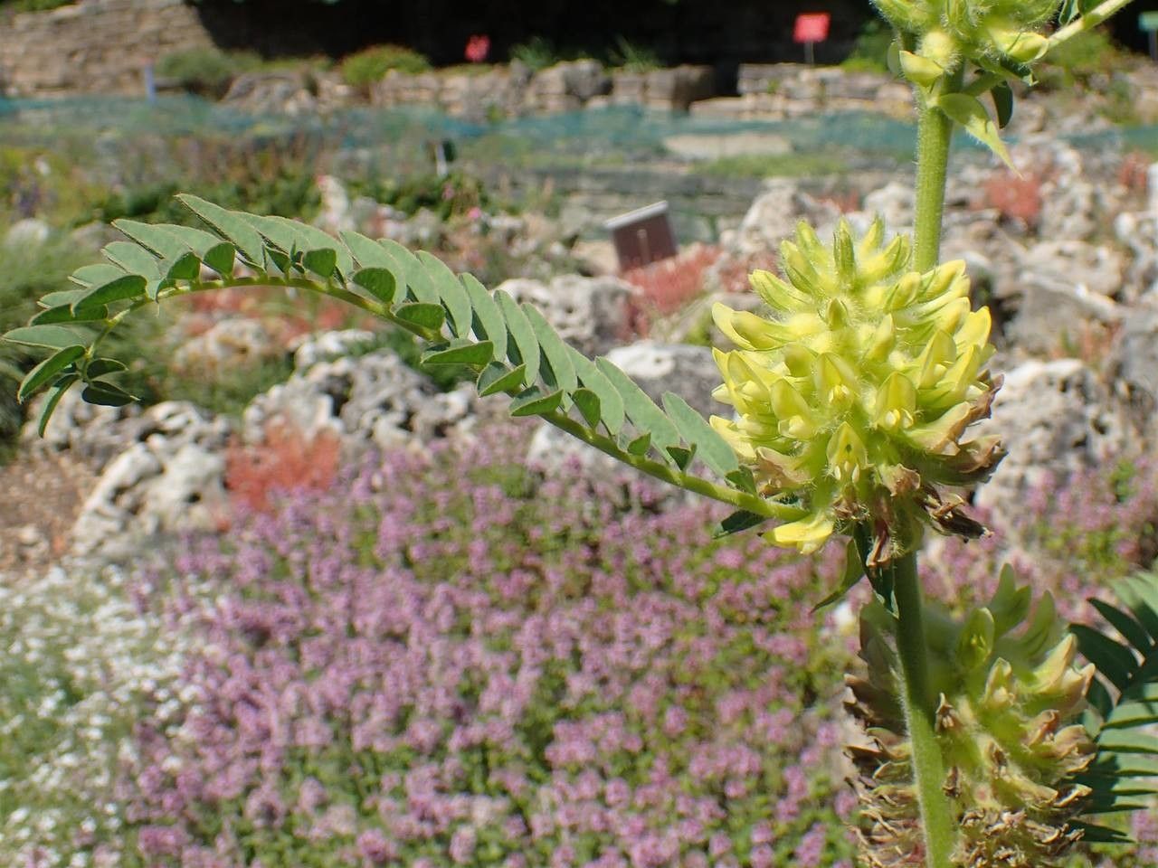 Astragalus alopecurus fruit