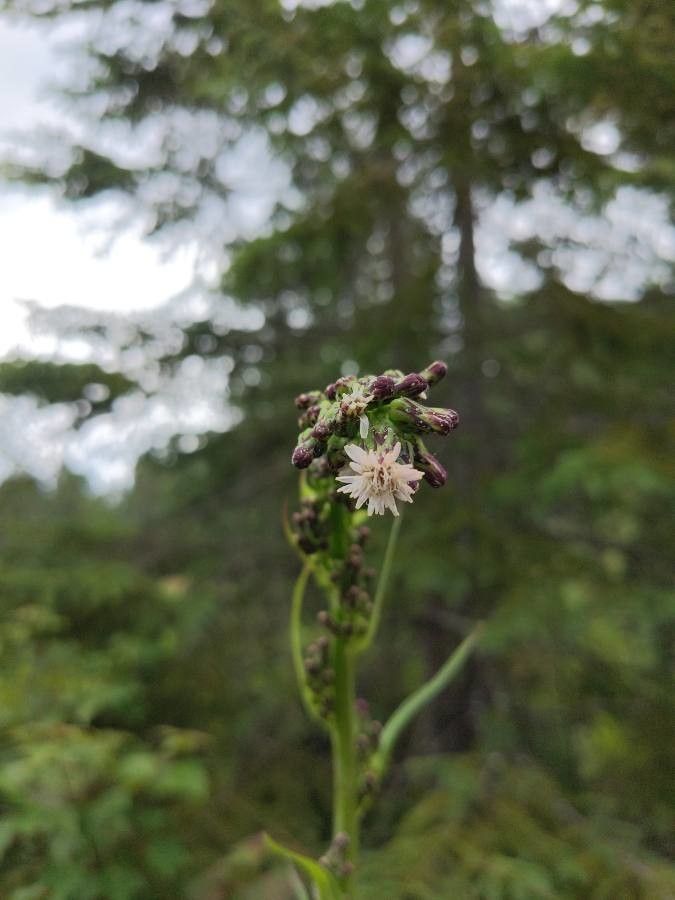 Lactuca biennis flower