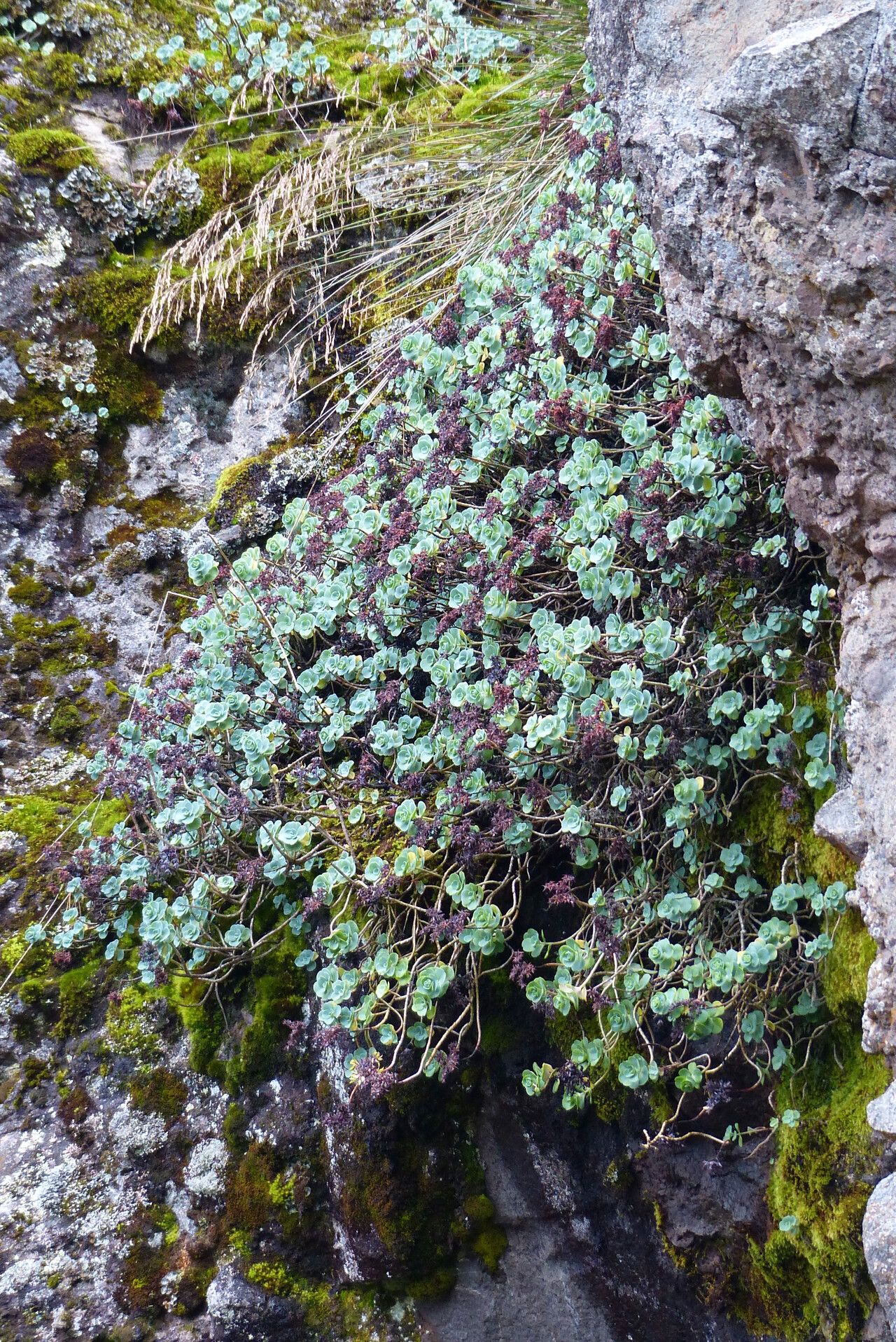 Echeveria nebularum — houseplant care guide