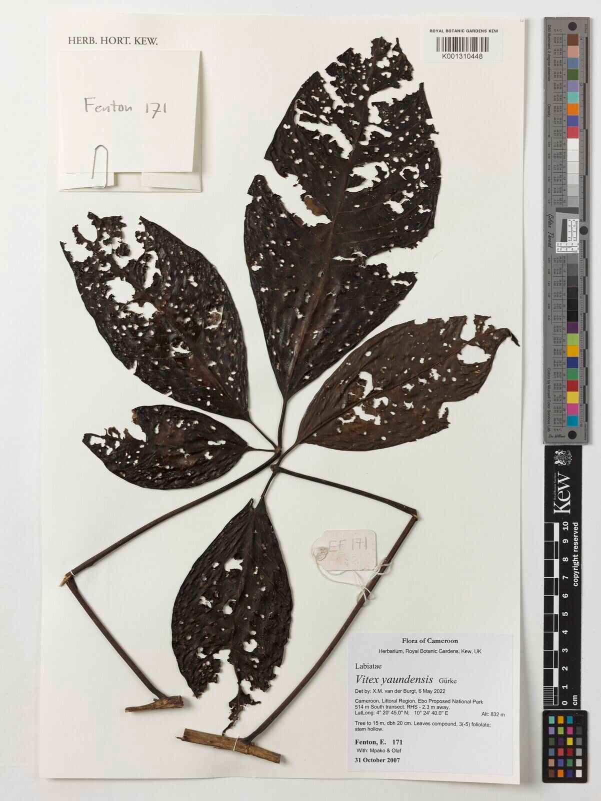 Vitex yaundensis — houseplant care guide