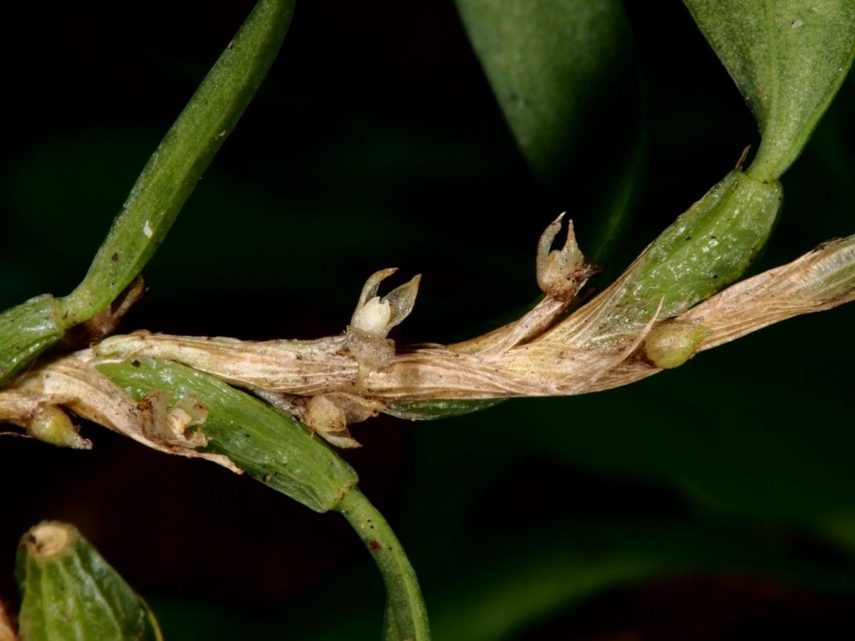 Bulbophyllum absconditum bark