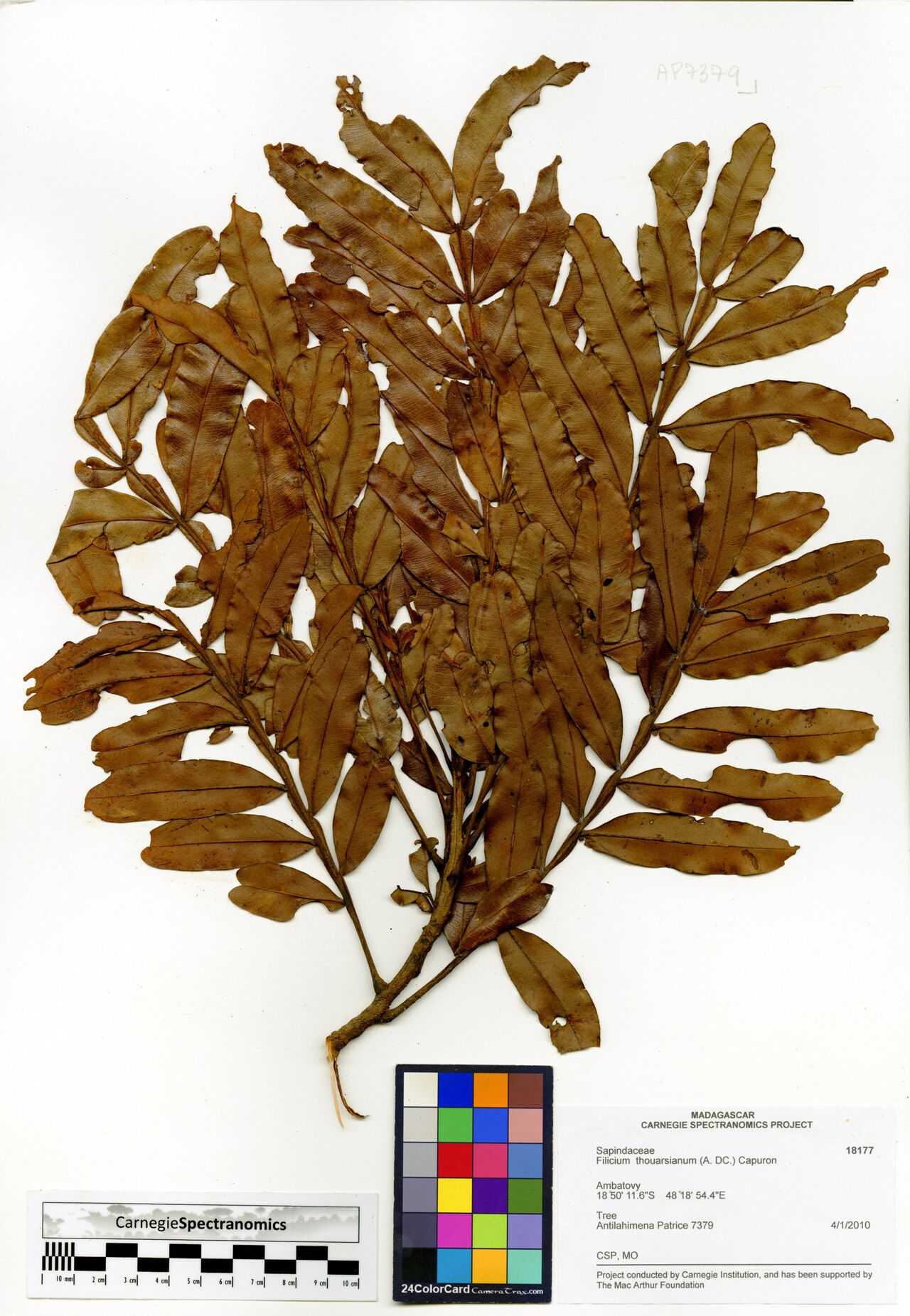 Filicium thouarsianum — related species from the same genus