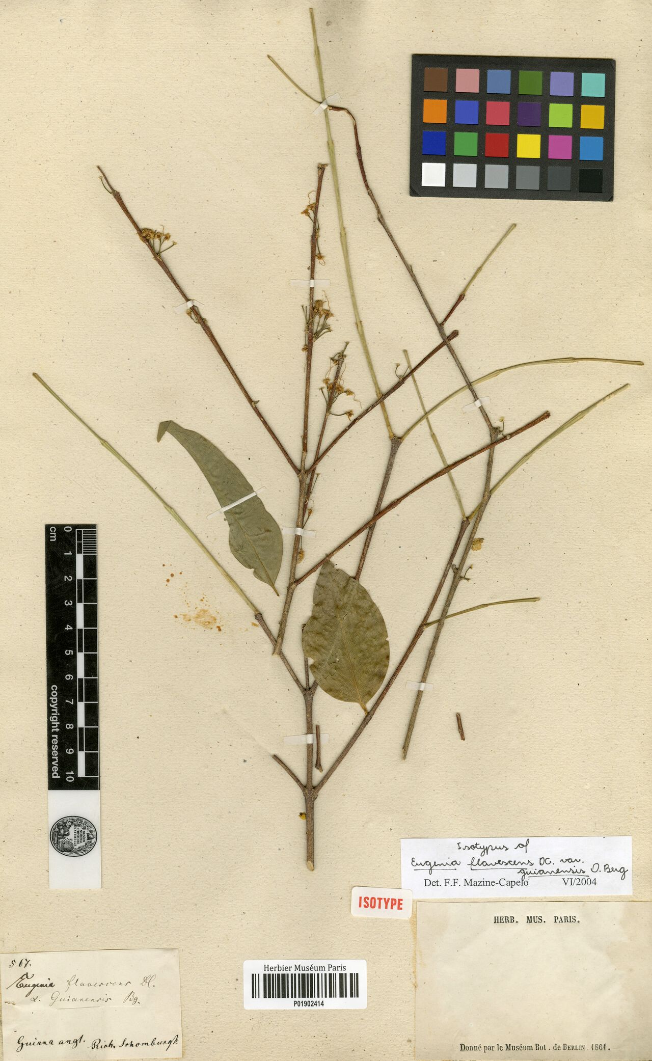 Eugenia flavescens — houseplant care guide