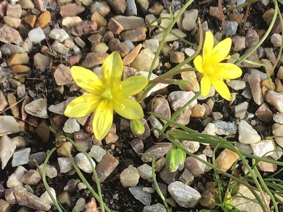 Gagea foliosa flower