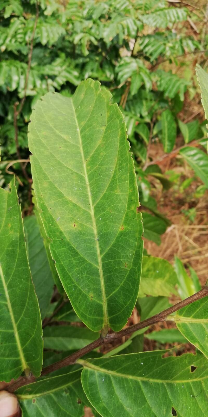 Homalium longistylum leaf