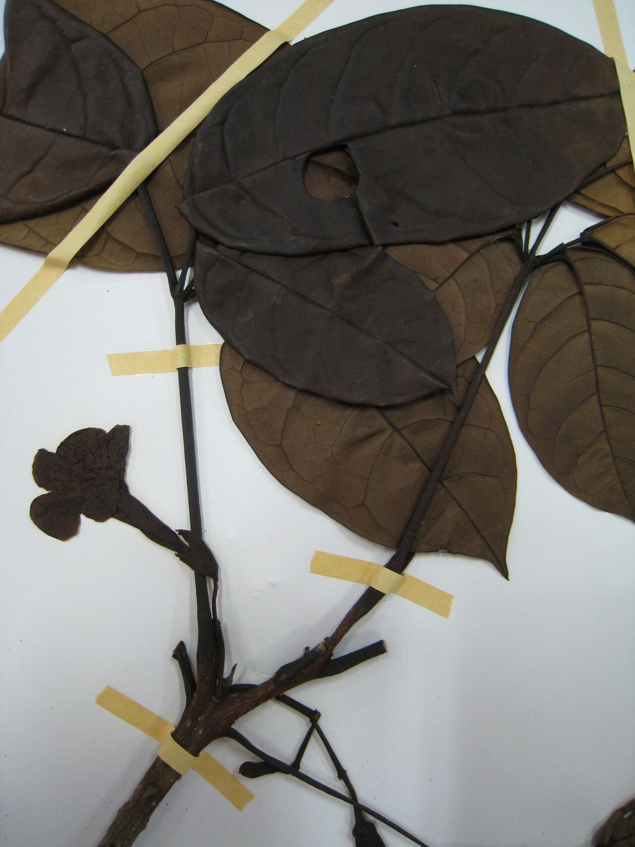 Tabebuia insignis — search result for 'Tabebuia'