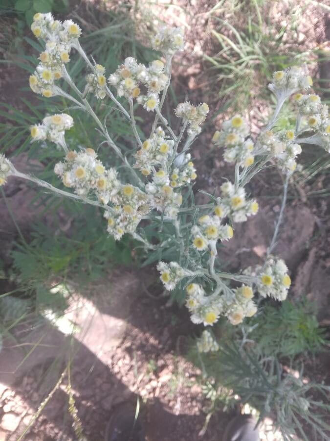 Pseudognaphalium canescens — search result for 'Pseudognaphalium'