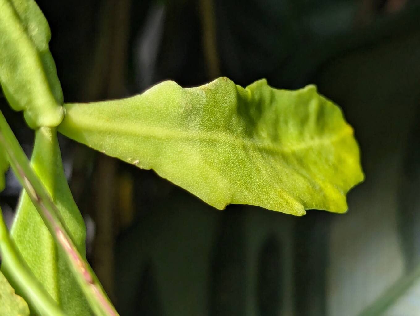 Rhipsalis goebeliana leaf