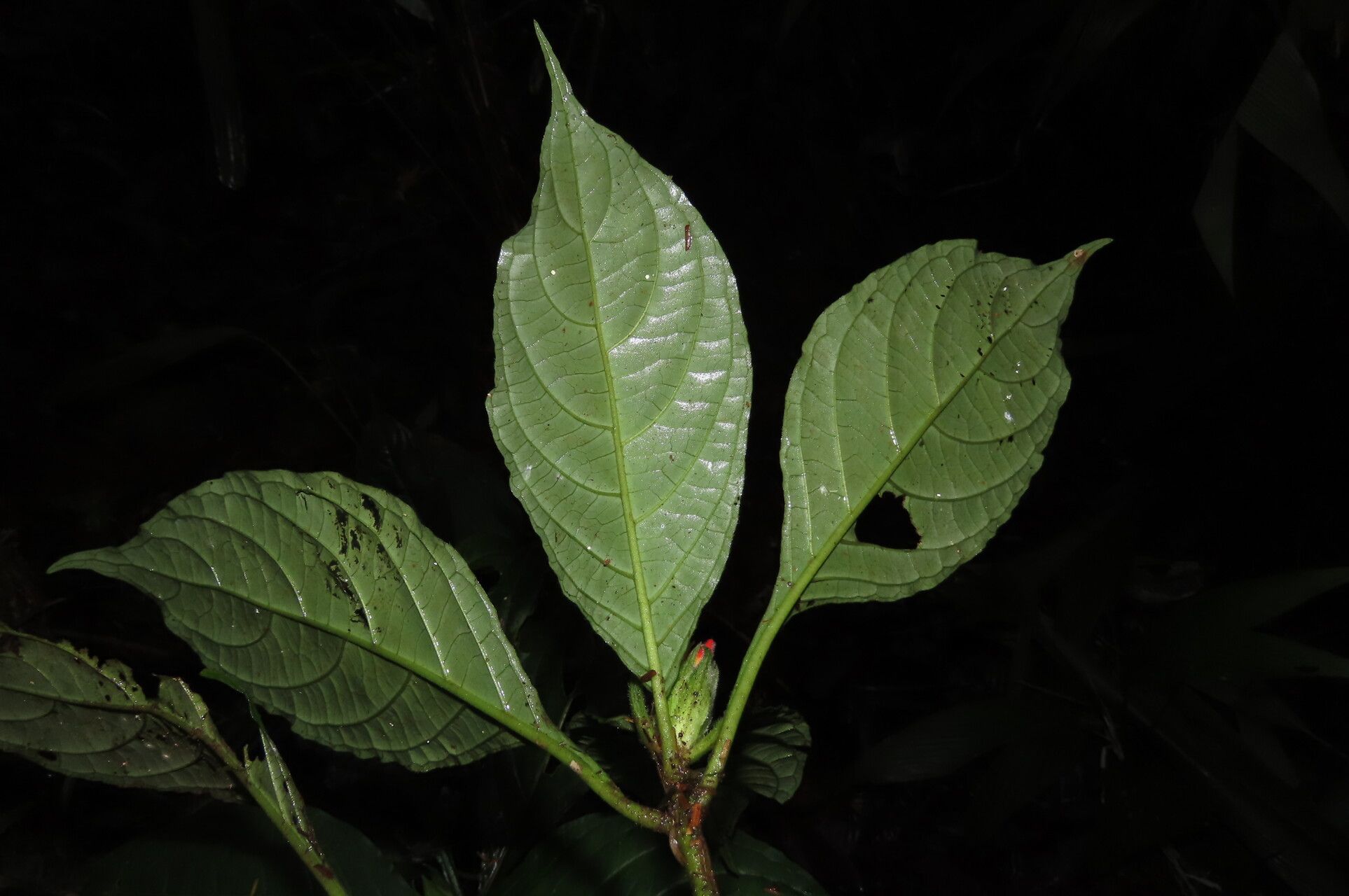 Aphelandra golfodulcensis leaf