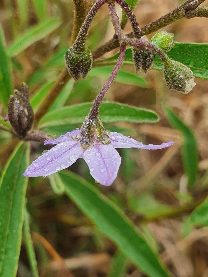 Solanum lanzae flower