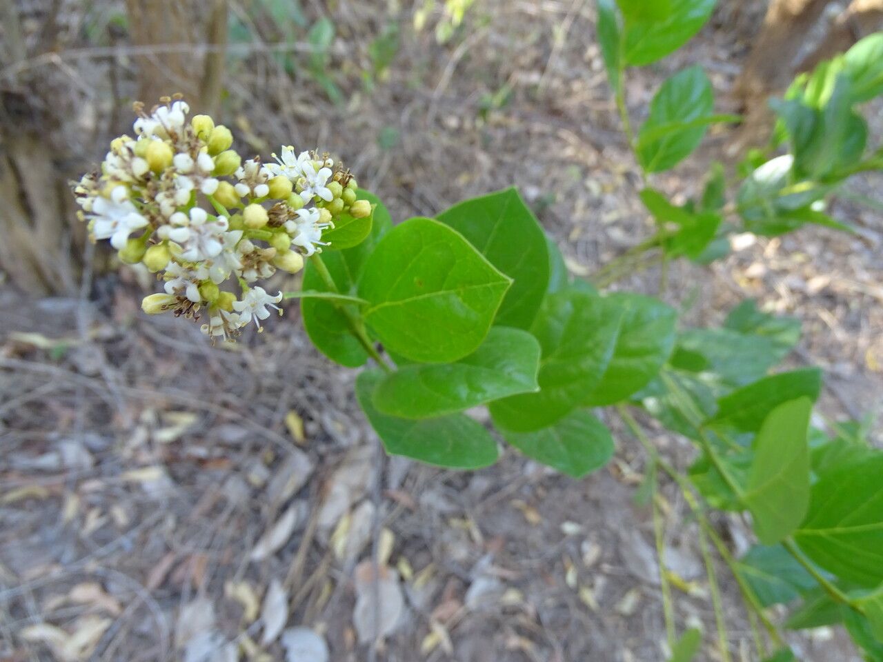 Dialium guineense leaf