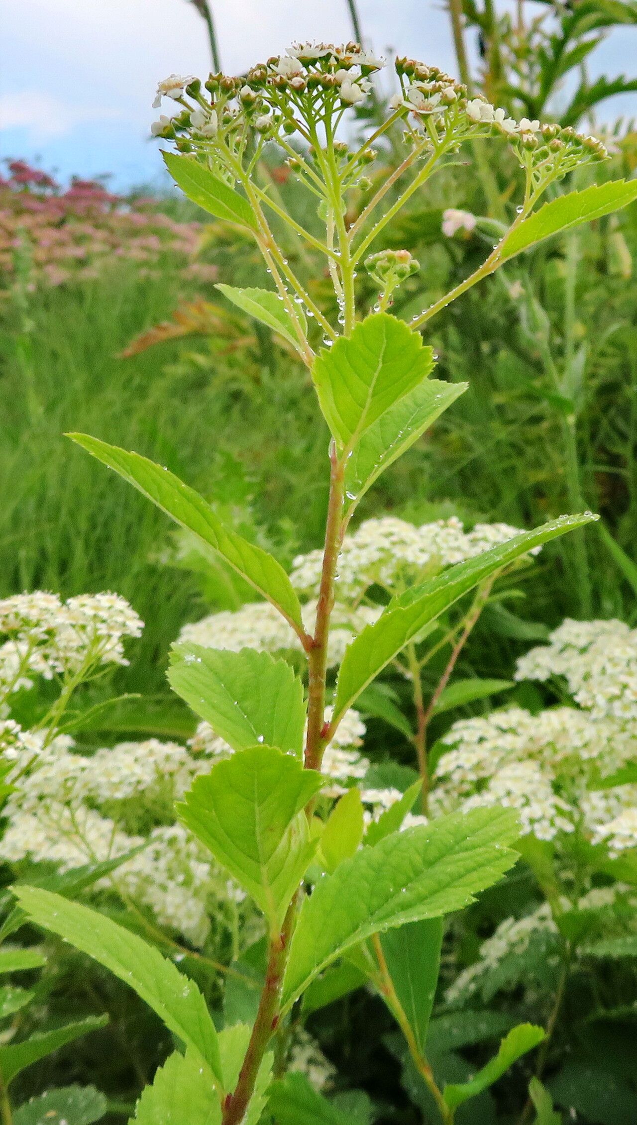 Spiraea decumbens — search result for 'Spiraea'