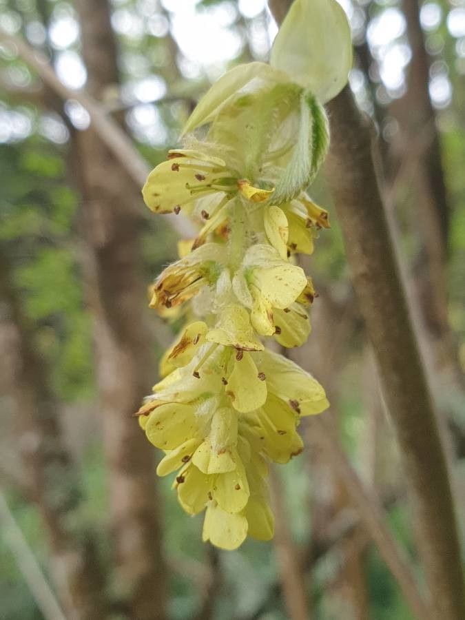 Corylopsis veitchiana flower