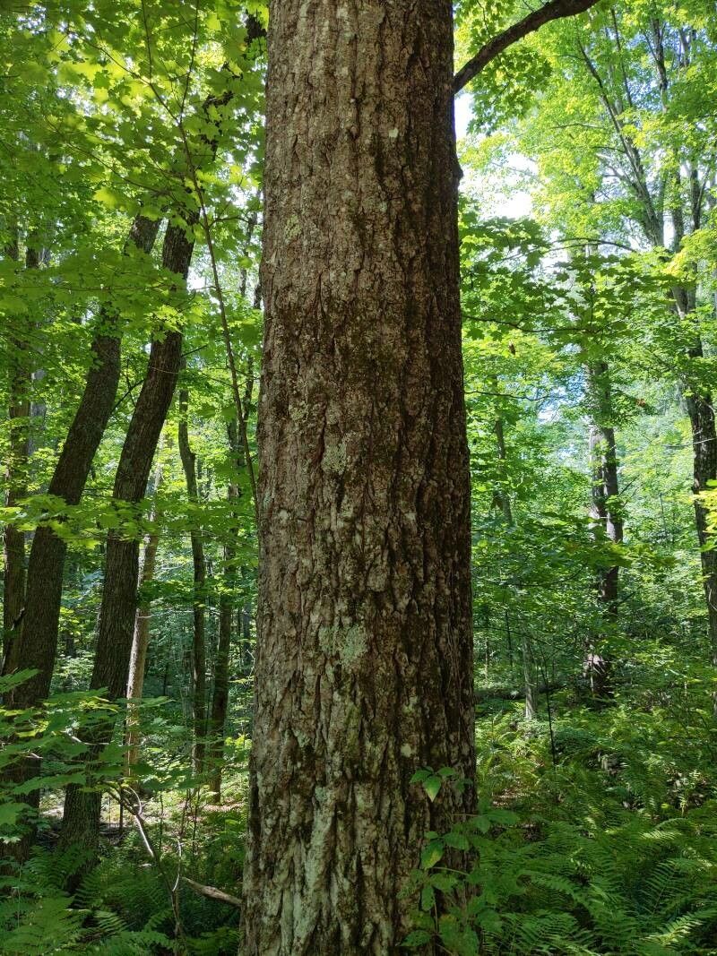 Carya tomentosa bark