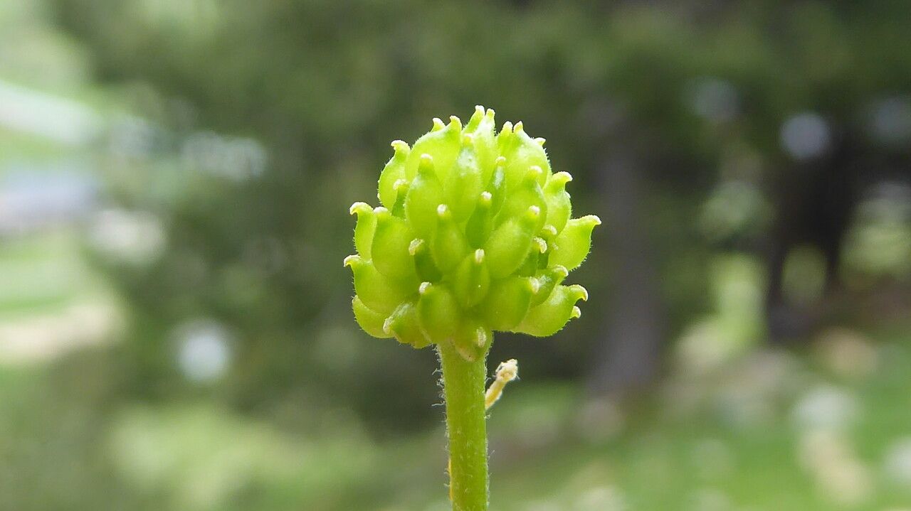Ranunculus auricomus fruit