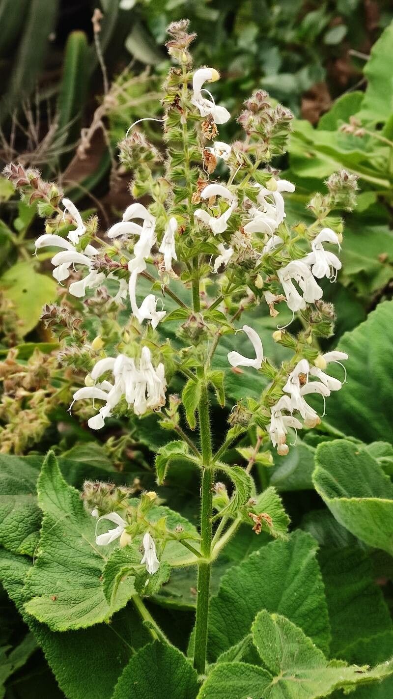 Salvia broussonetii flower