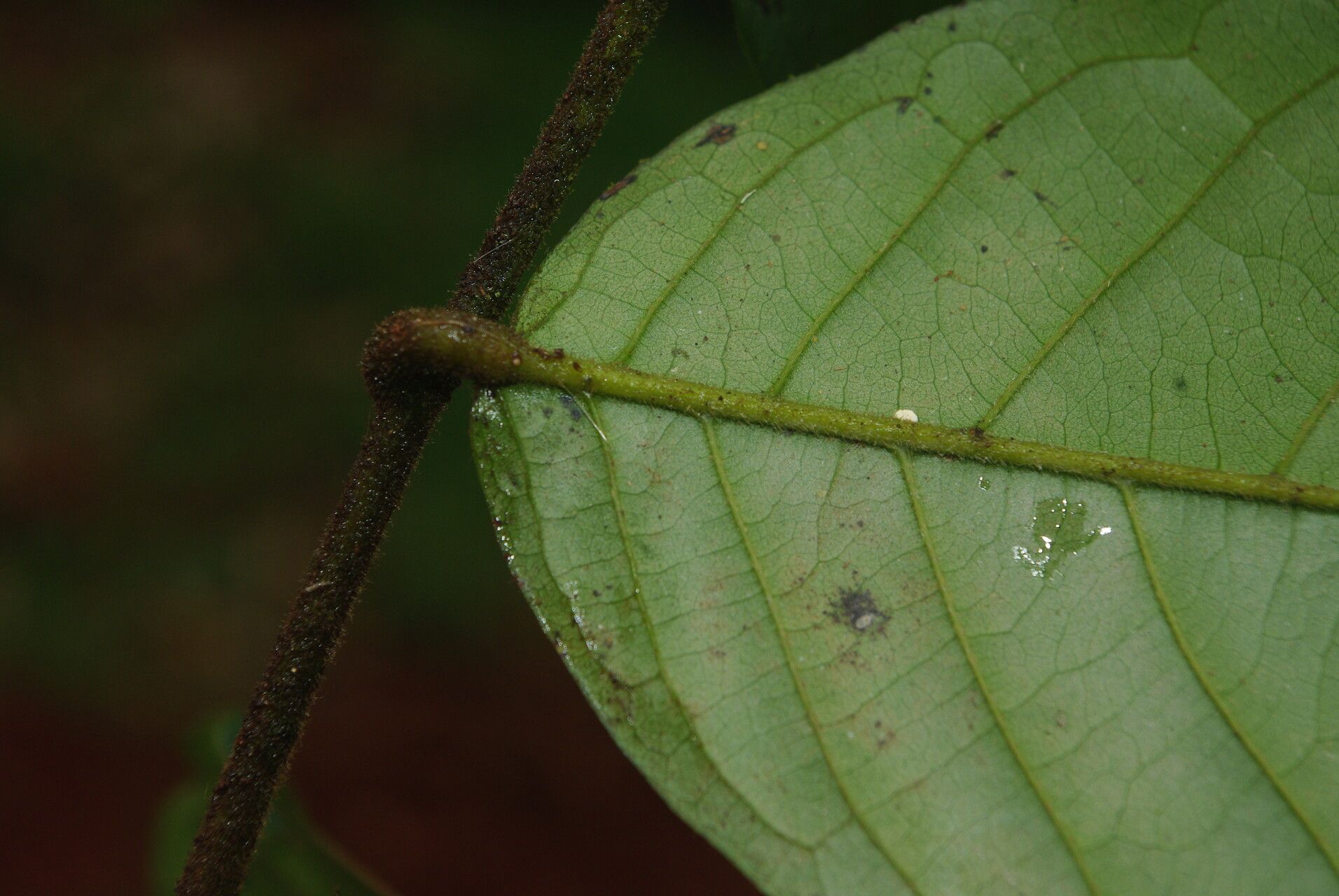 Artabotrys thomsonii — houseplant care guide