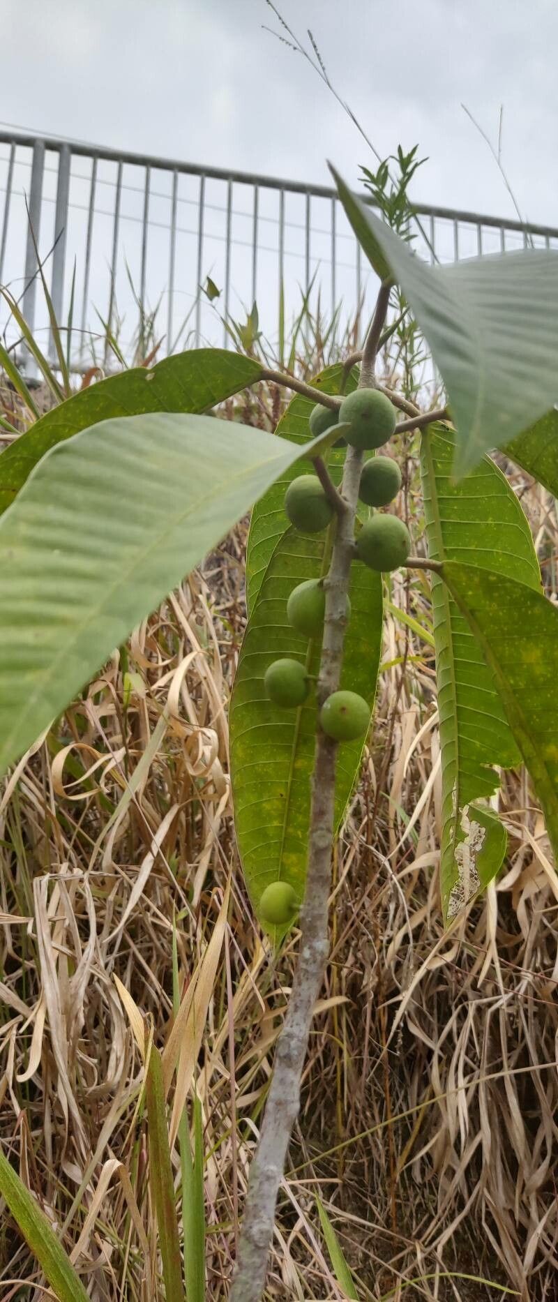 Ficus maxima fruit
