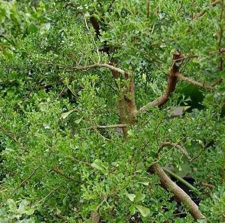 Searsia lucens habit