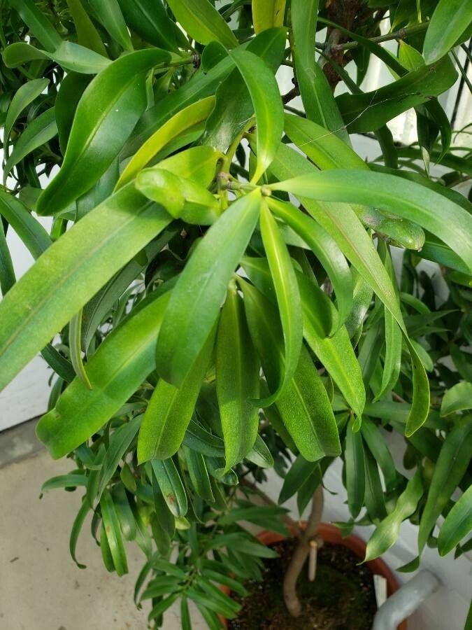 Podocarpus smithii leaf