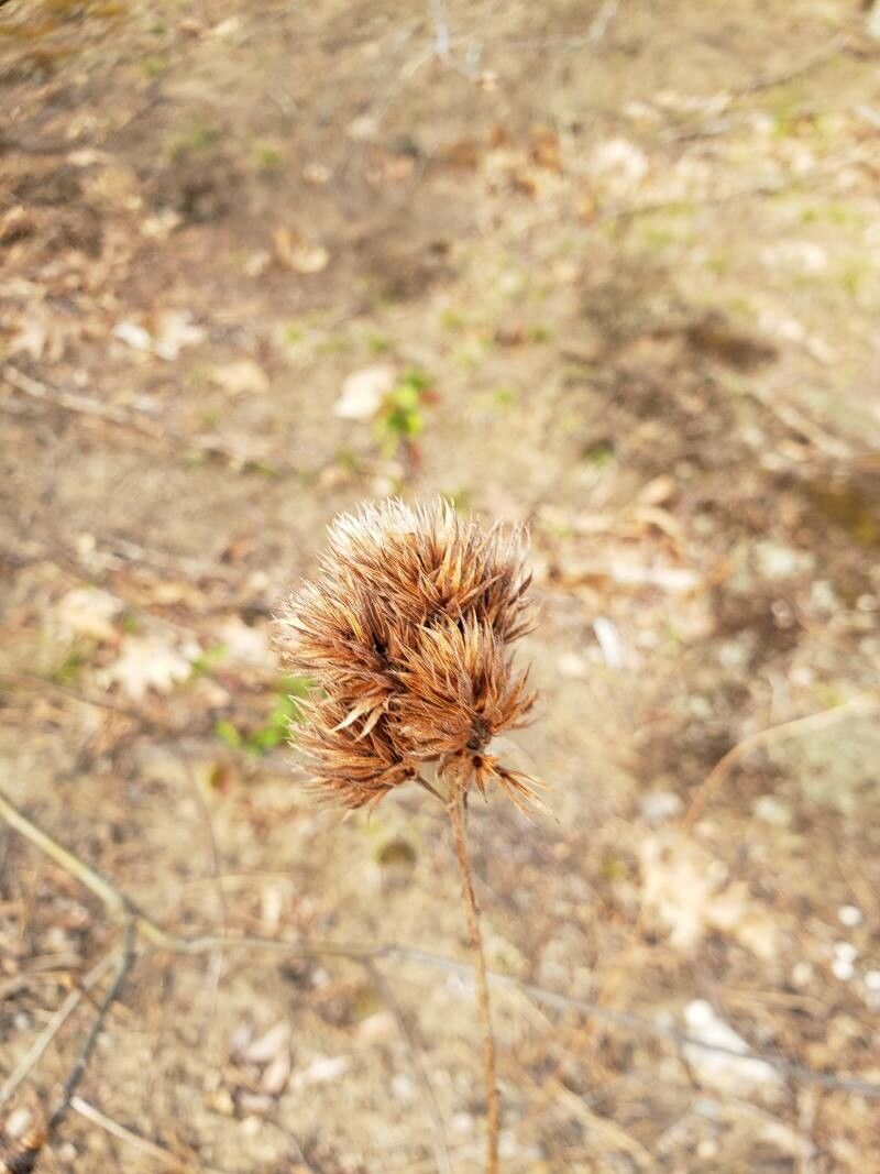 Lespedeza capitata fruit