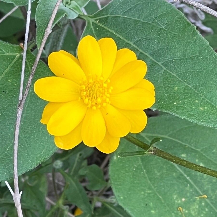 Ranunculus macranthus — houseplant care guide