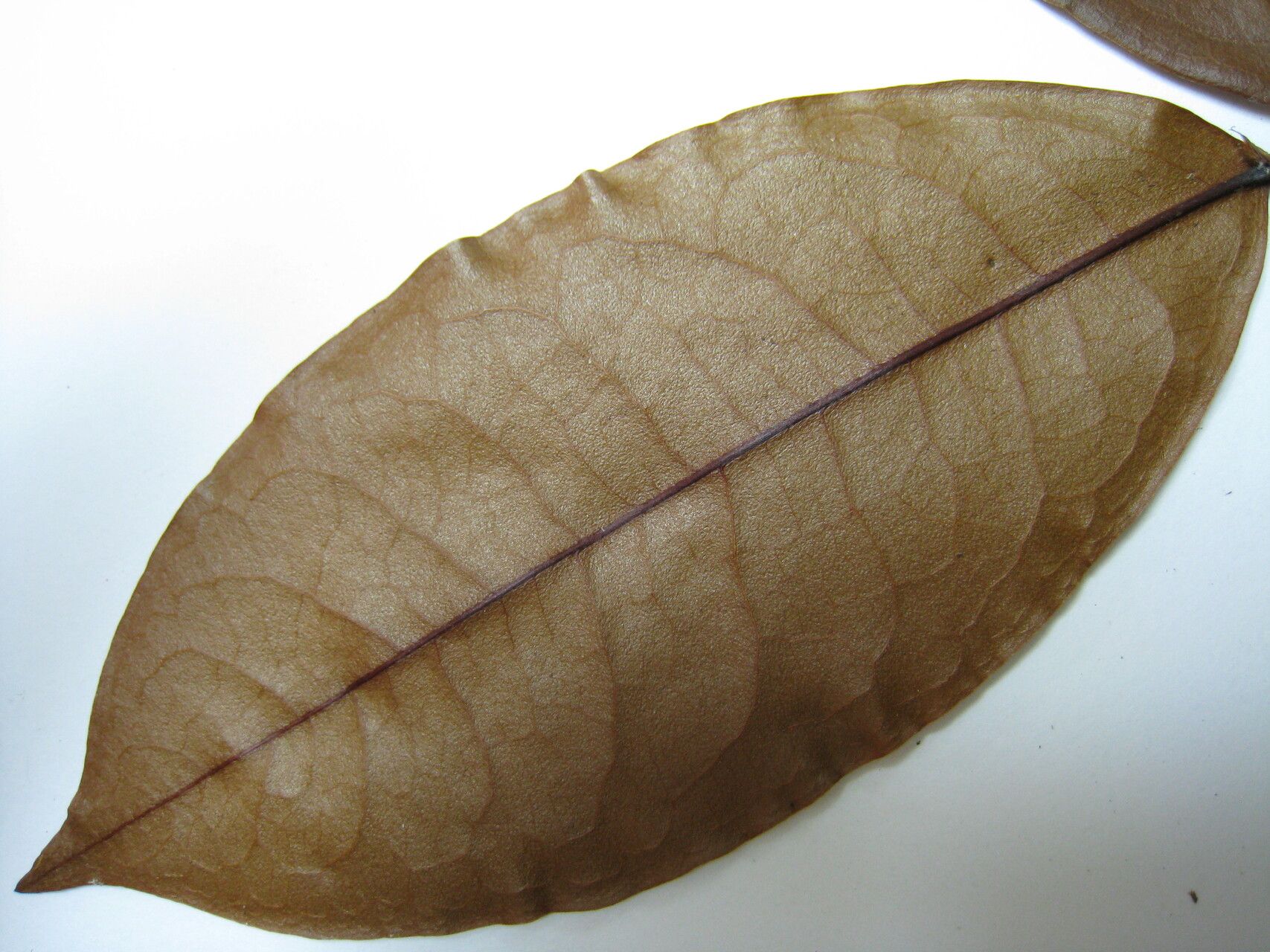 Erythroxylum citrifolium other