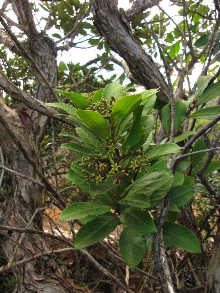 Parsonsia laxiflora — houseplant care guide