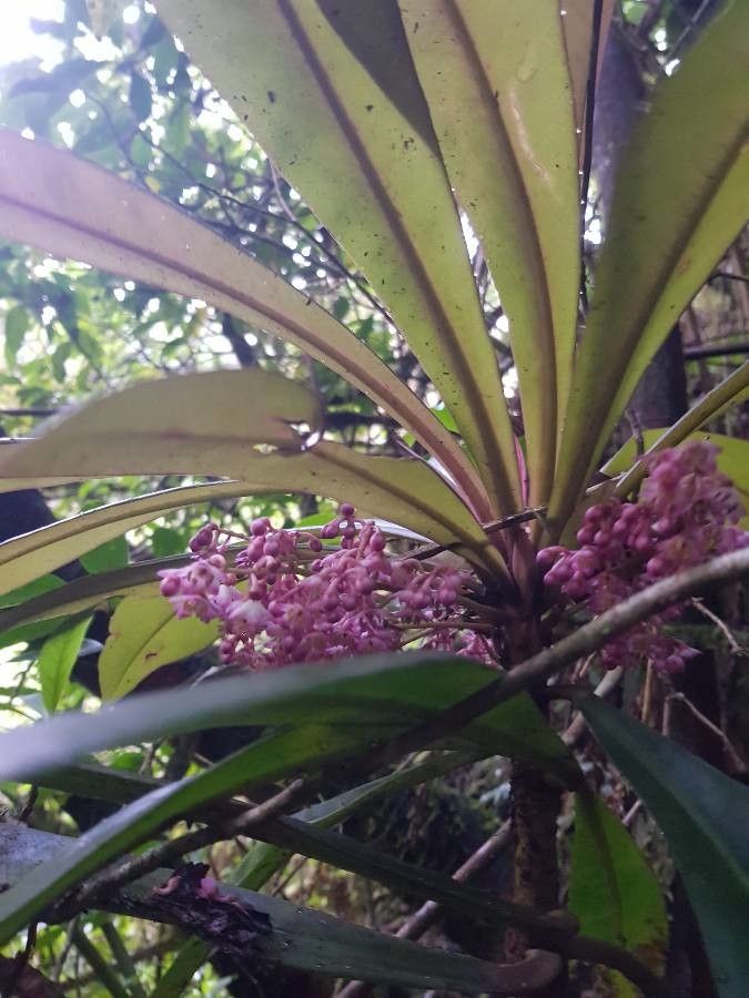 Badula borbonica flower