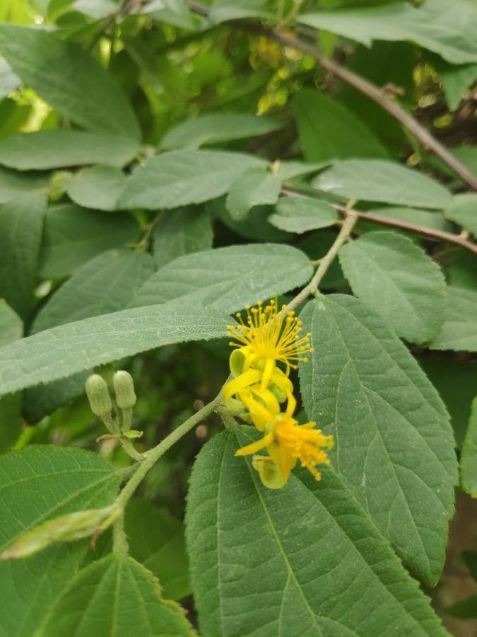 Grewia flavescens flower