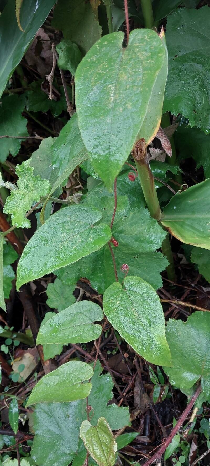 Zehneria perrieri other