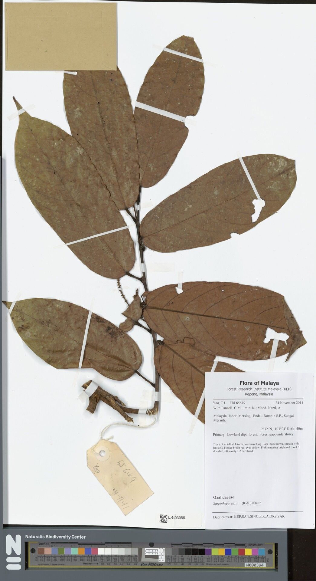 Sarcotheca laxa — related species from the same genus