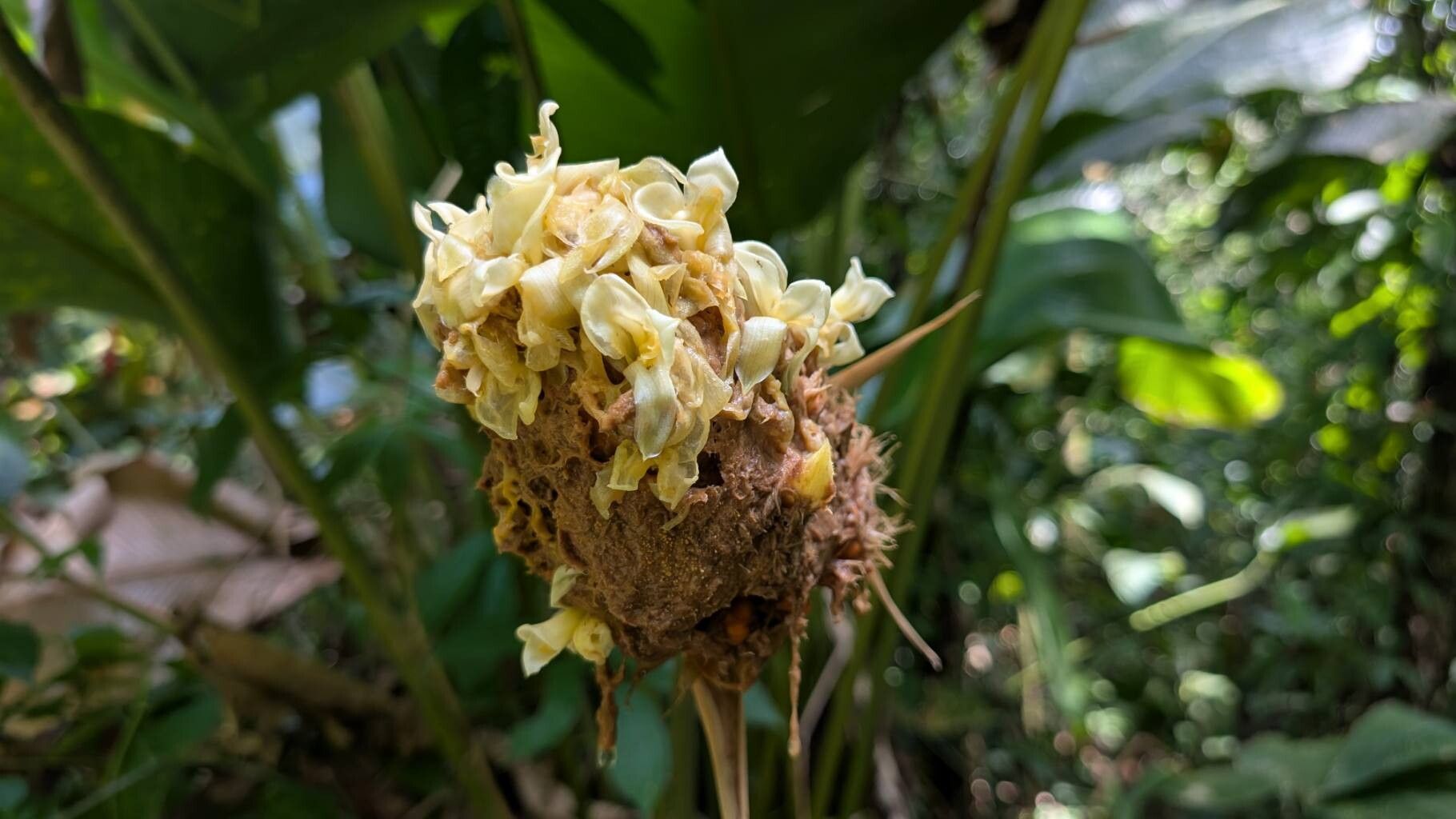 Goeppertia altissima flower