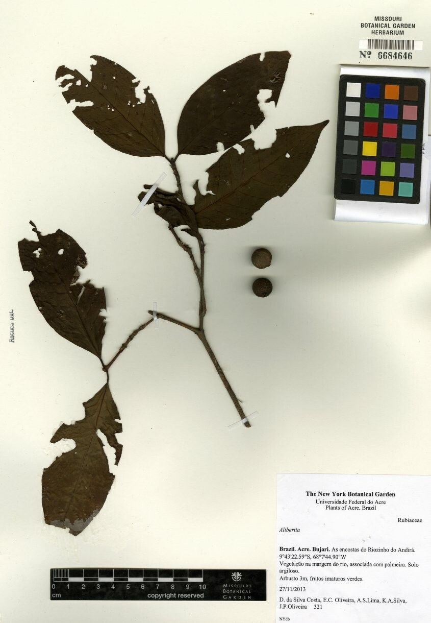 Alibertia latifolia other