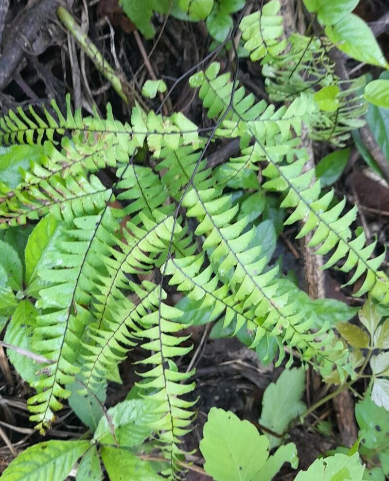 Adiantum pectinatum habit