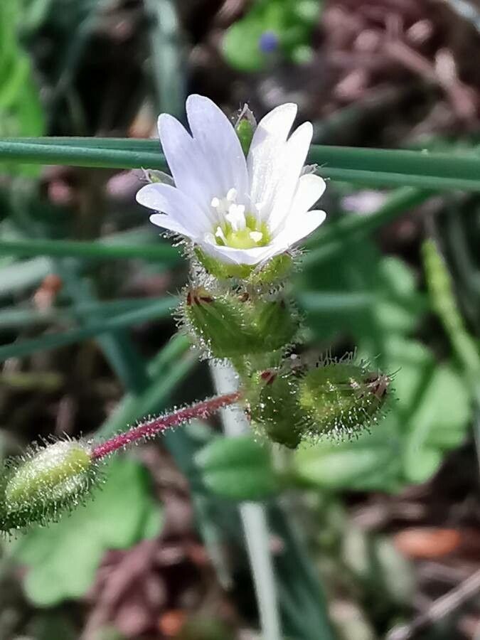 Cerastium pumilum flower