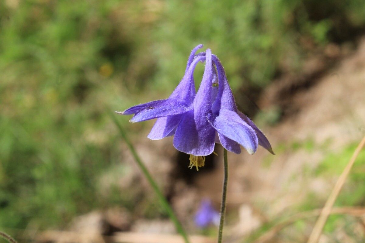 Aquilegia cazorlensis — search result for 'Aquilegia'