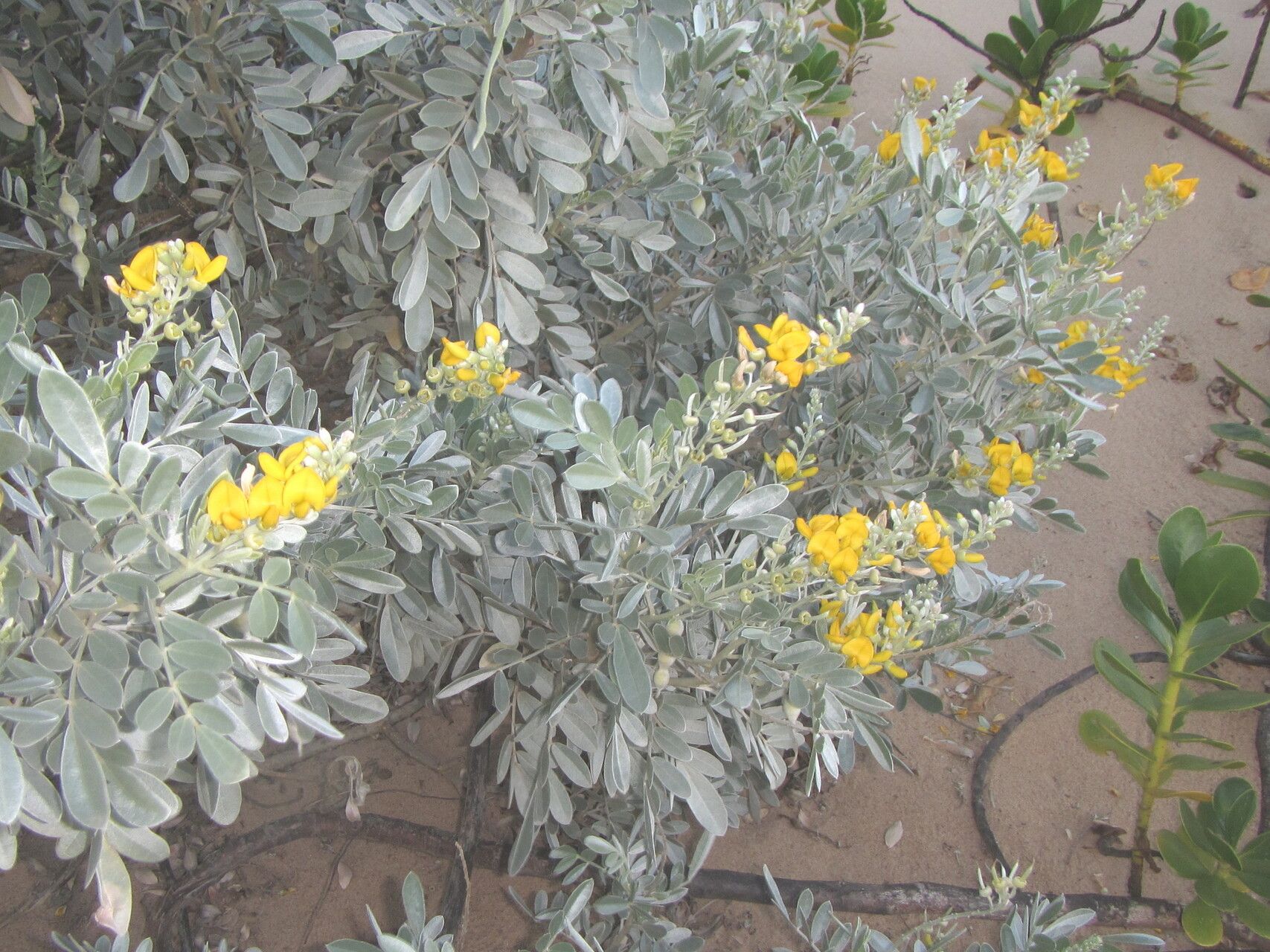 Sophora inhambanensis habit