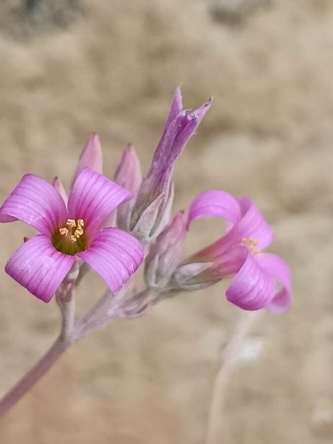 Kalanchoe pumila flower