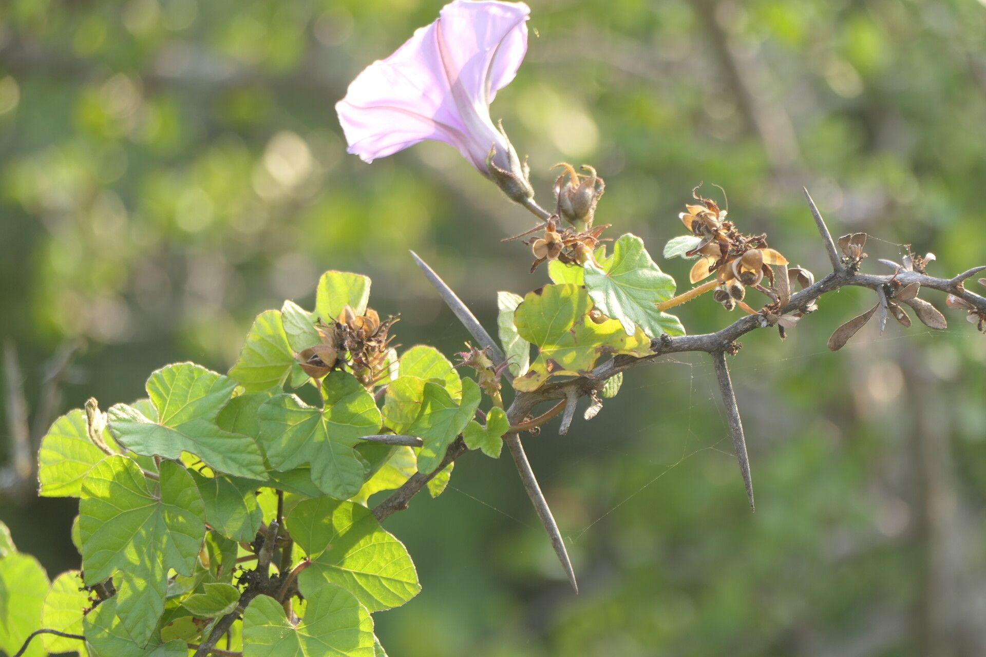 Ipomoea ficifolia habit