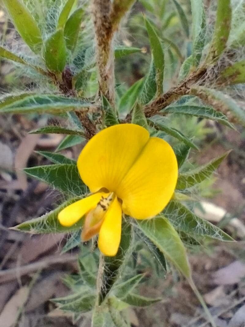Pultenaea villifera flower