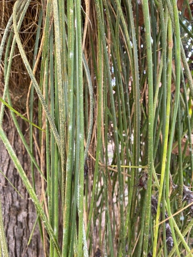 Acanthostachys strobilacea — search result for 'Paraguay'