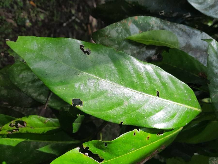 Diospyros digyna leaf